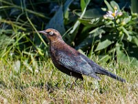 Q0I7412c  Rusty Blackbird (Euphagus carolinus) - fall/winter male